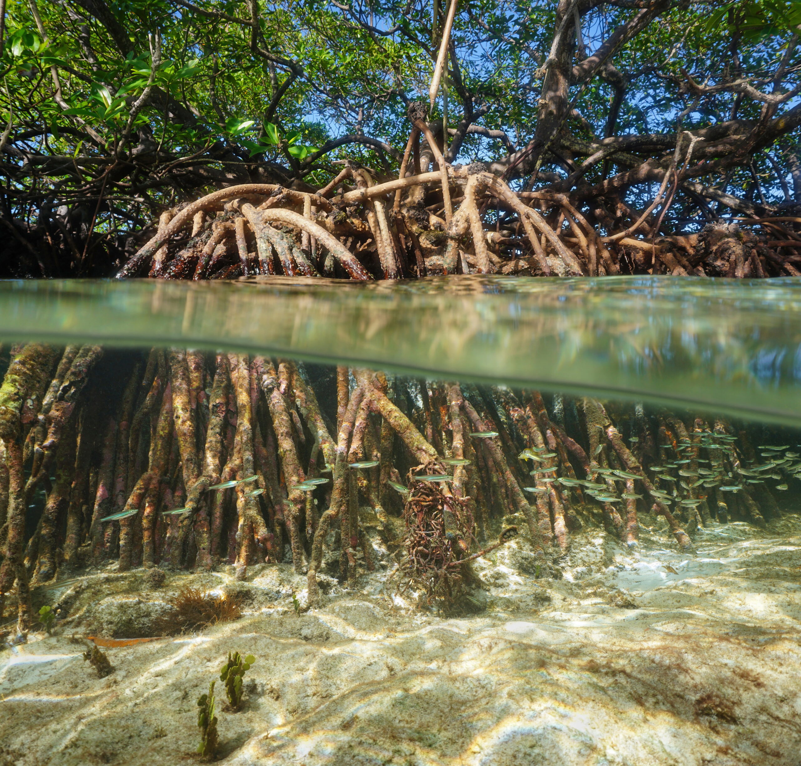 The Crucial Role of Mangroves in Coastal Protection